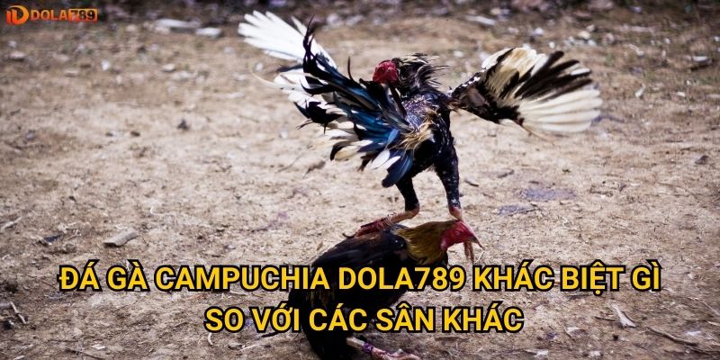 Đá gà Campuchia Dola789 khác biệt gì so với các sân khác?