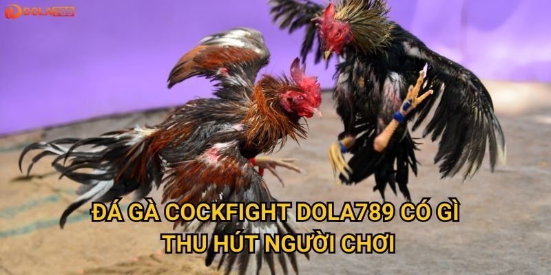Đá gà Cockfight Dola789 có gì thu hút người chơi?