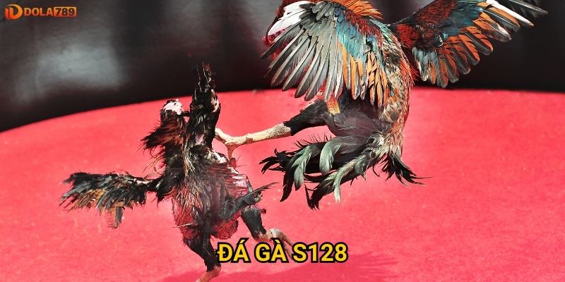 Đá gà S128