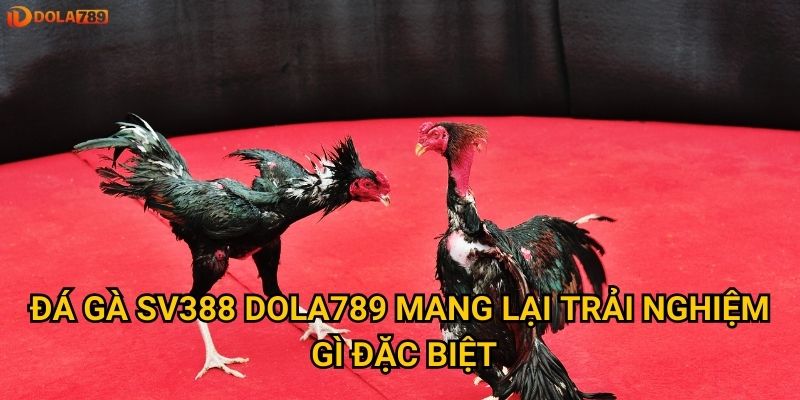 Đá gà SV388 Dola789 mang lại trải nghiệm gì đặc biệt?