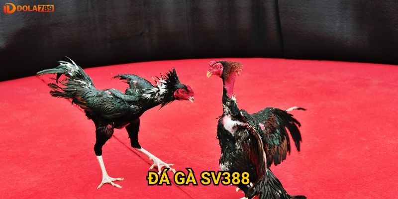 Đá gà SV388