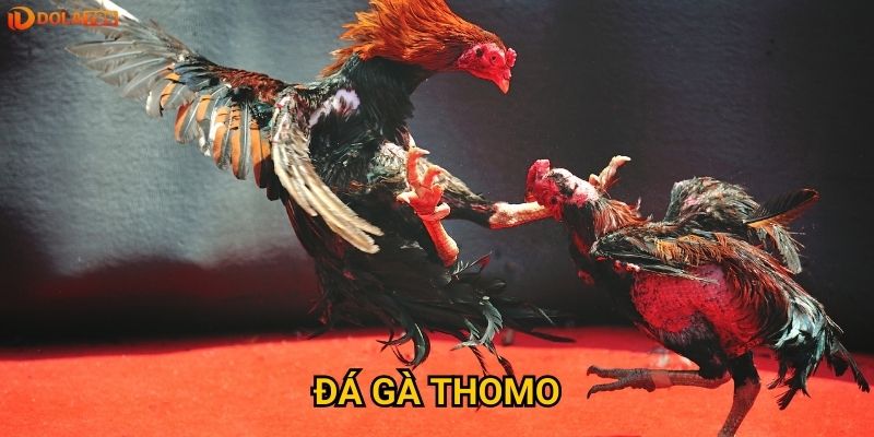 Đá gà Thomo