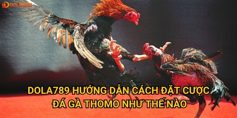 Dola789 hướng dẫn cách đặt cược đá gà Thomo như thế nào?